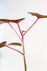 Abelmoschus sp. Papua "Cendrawasih regular form"